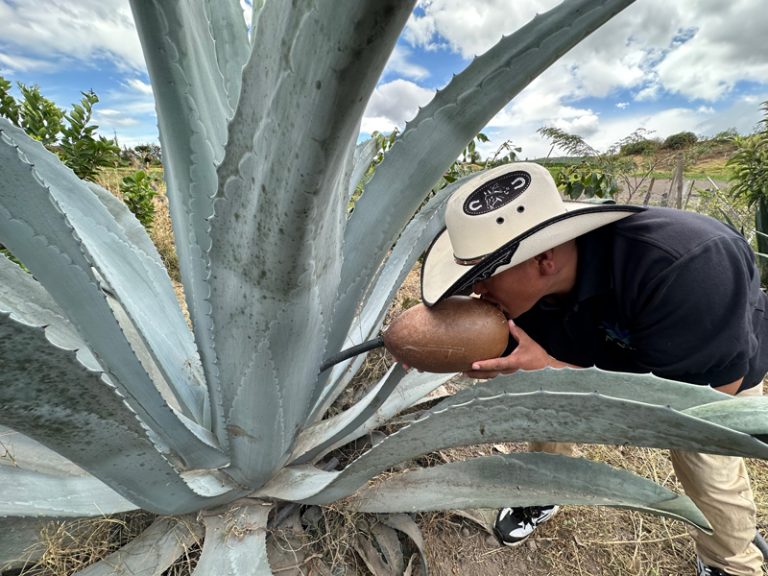 agave