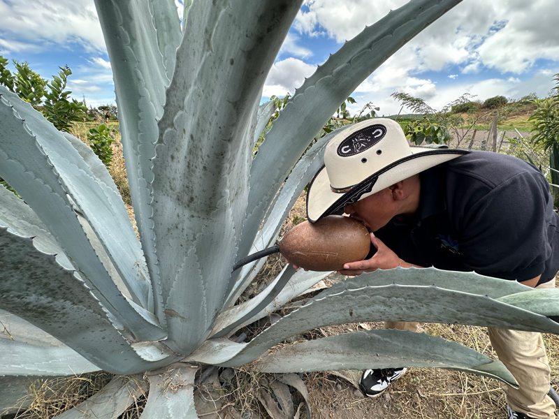agave