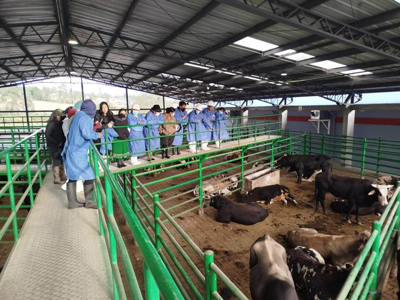 La producción ovina en Angochagua toma mayor interés 12 imbabura ganaderria