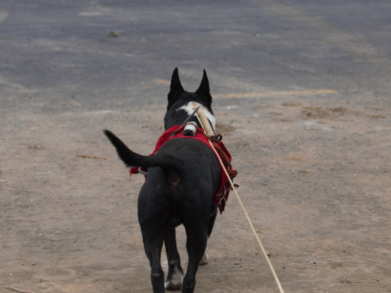 perro voladores