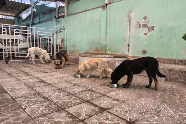 Clínicas y organizaciones de Otavalo alertan impacto del paro en los animales 10 animales paro