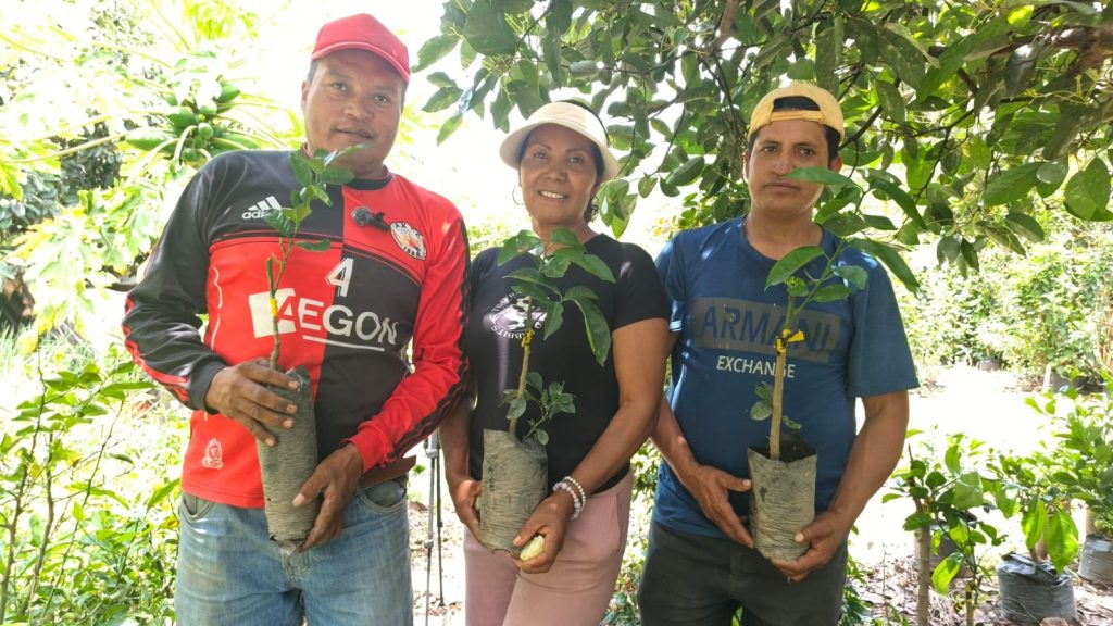 Los cítricos de Chugá en Pimampiro para la exportación 1 5 3