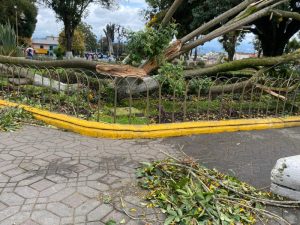 Carchi 53 arboles tulcan