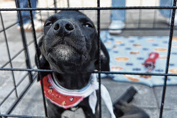 esterilización