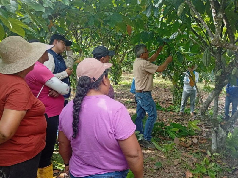 Imbabura también se fija en el cacao 1 imbabura cacao 1