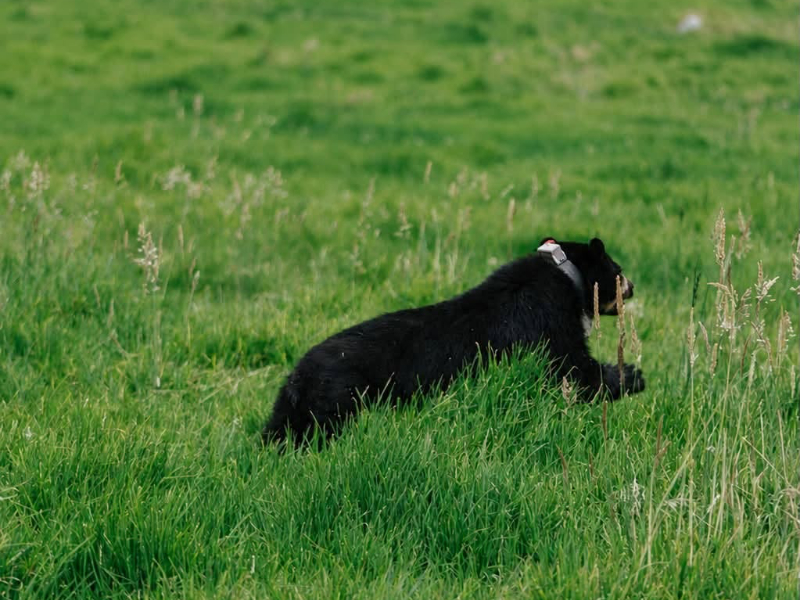otavalo oso andino