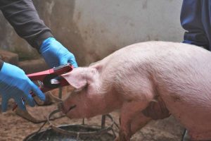 vacunacion porcina