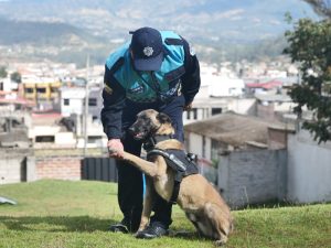 unidad canina