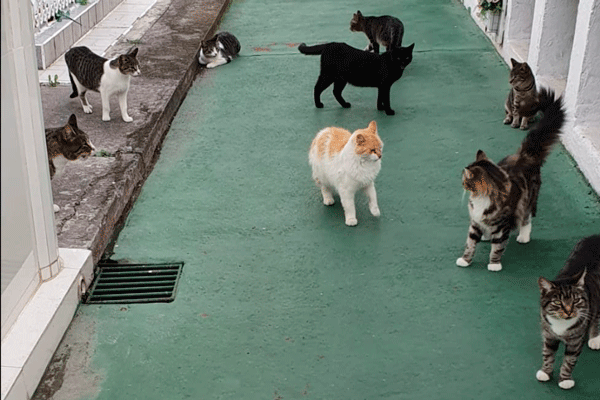 GATOS